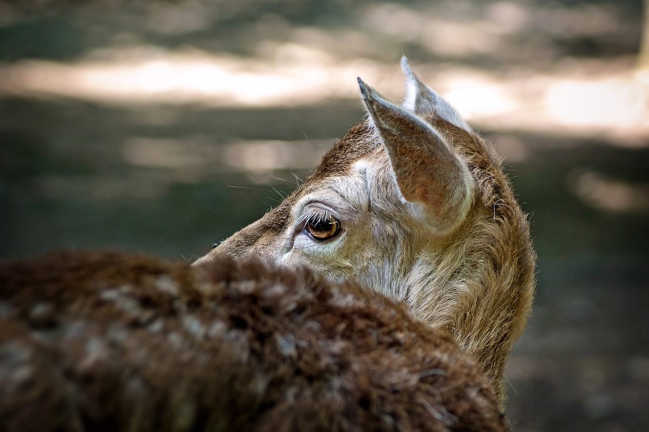 探探实名账号：营山记账代理公司注册指南
