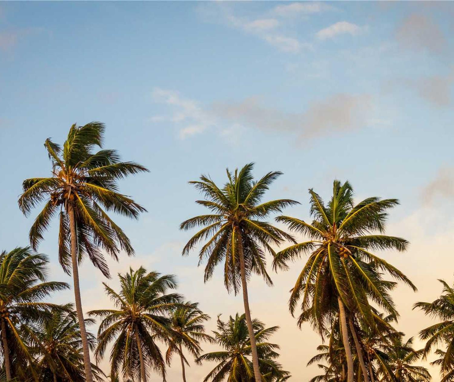 摩天自贸区企业代理记账平台