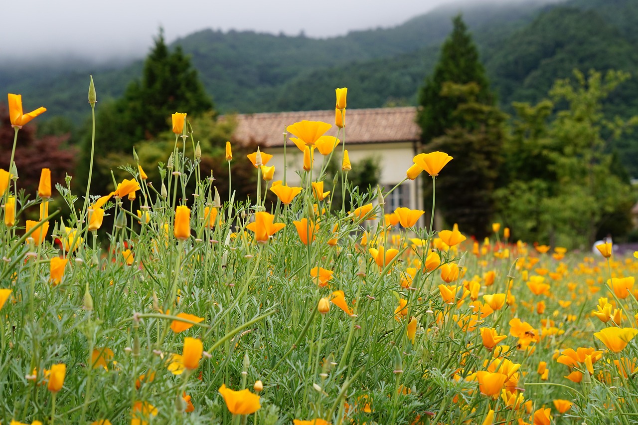 铁塔猫酸奶爆珠（粗）：喜扑充值平台代理